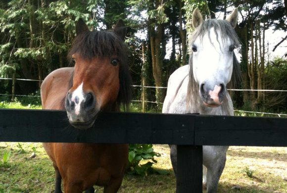 Feeding the Competition Horse or Pony