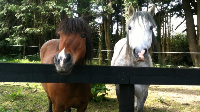 Feeding the Competition Horse or Pony Feeding the Competition Horse or Pony