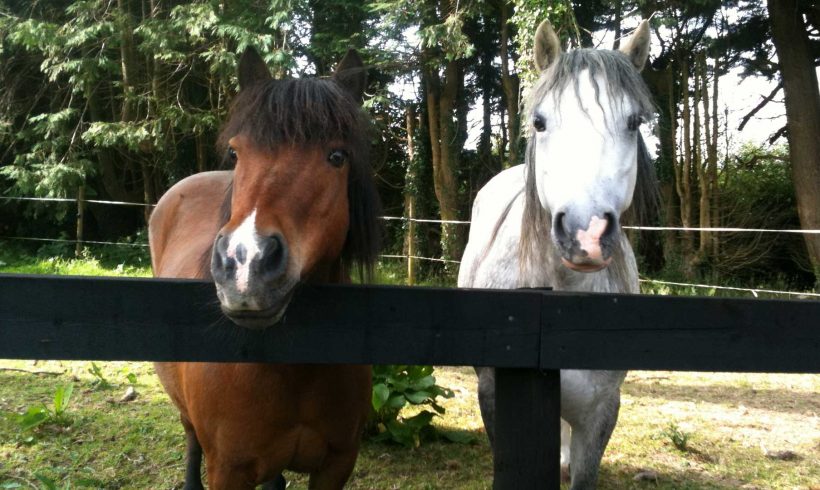 Feeding the Competition Horse or Pony