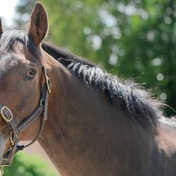 Feeding the Ex Racehorse