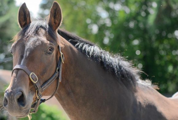 Feeding the Ex Racehorse Feeding the Ex Racehorse
