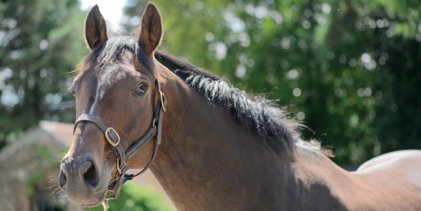 Feeding the Ex Racehorse Feeding the Ex Racehorse