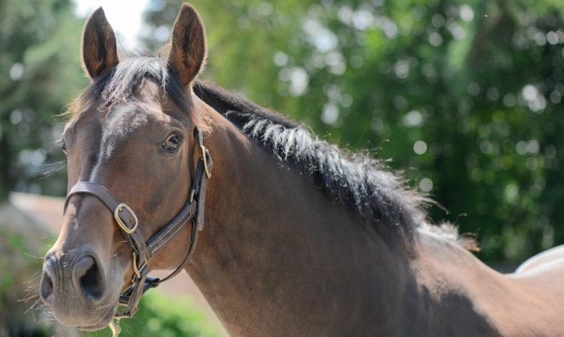 Feeding the Ex Racehorse
