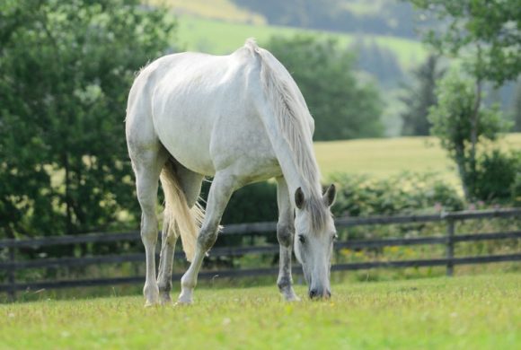 Keeping your horse on grass Keeping your horse on grass