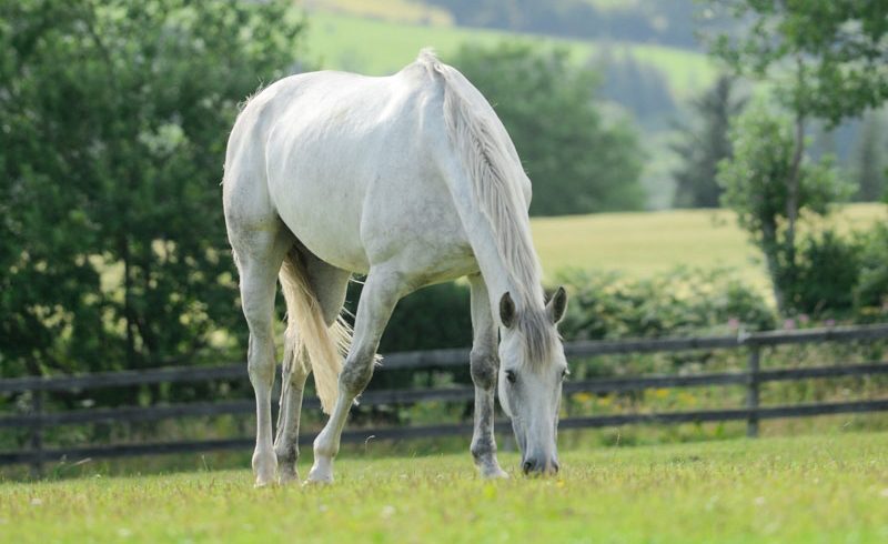 Keeping your horse on grass Keeping your horse on grass
