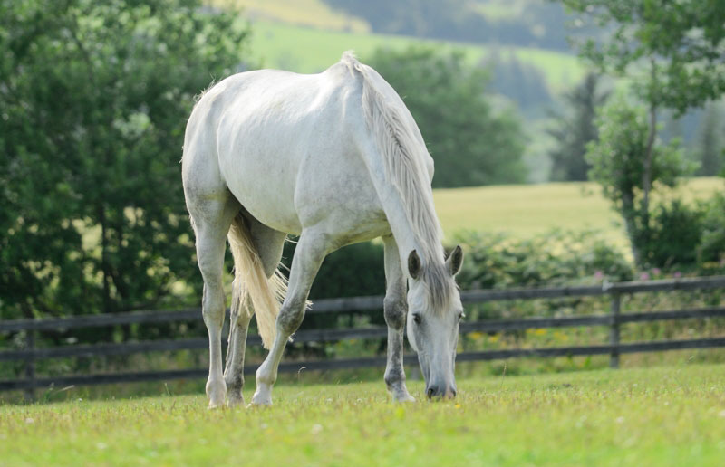 feeding-the-broodmare