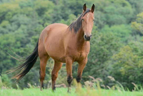 Equine ID Legislation Equine ID Legislation