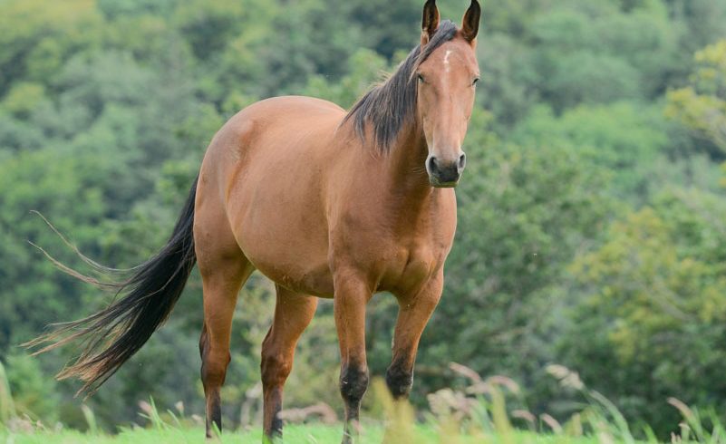 Equine ID Legislation Equine ID Legislation