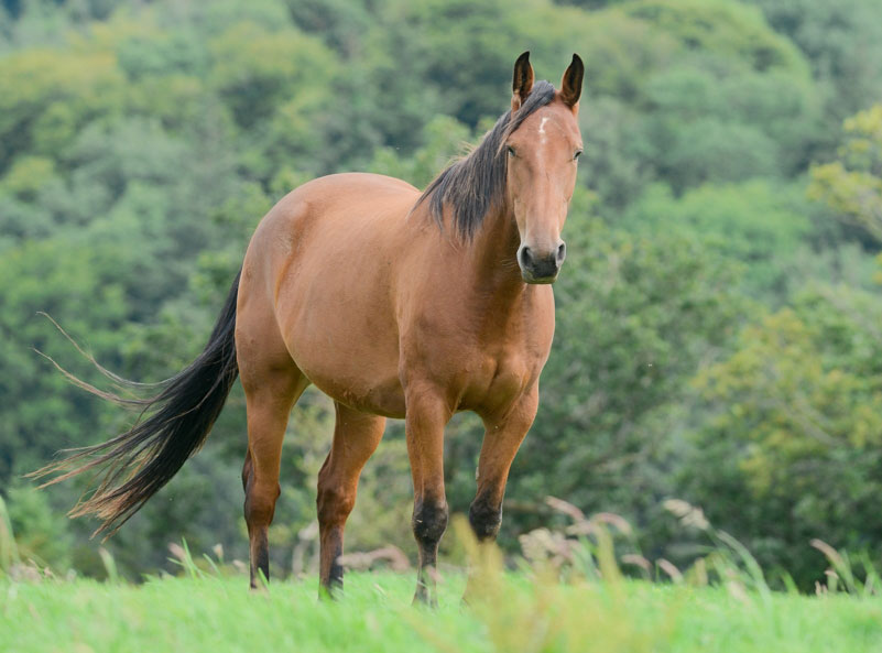 Equine ID Legislation Equine ID Legislation