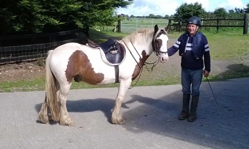 Feeding the Leisure Horse or Pony