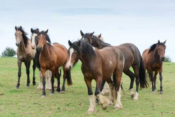 Feeding the Growing Horse