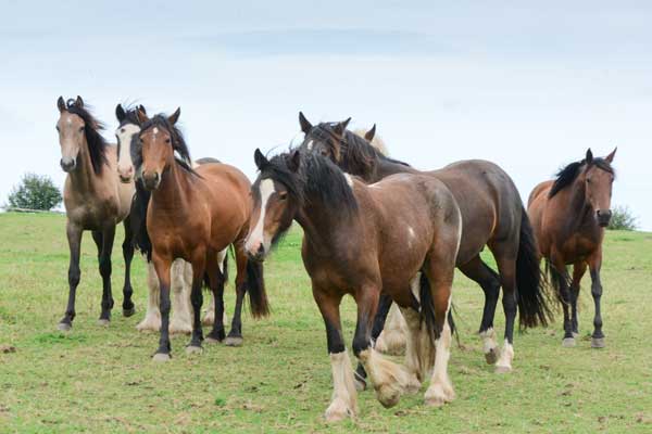 Feeding the Growing Horse
