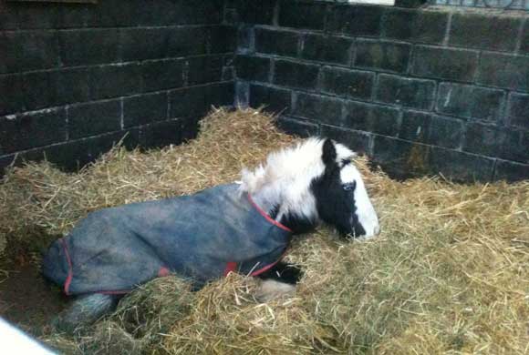 Isolation stables Isolation stables