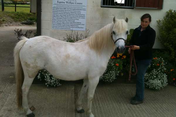 Feeding the Laminitic horse or Pony