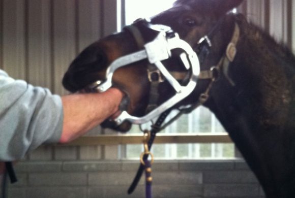 Dental care for horses – Why is it needed? Dental care for horses – Why is it needed?