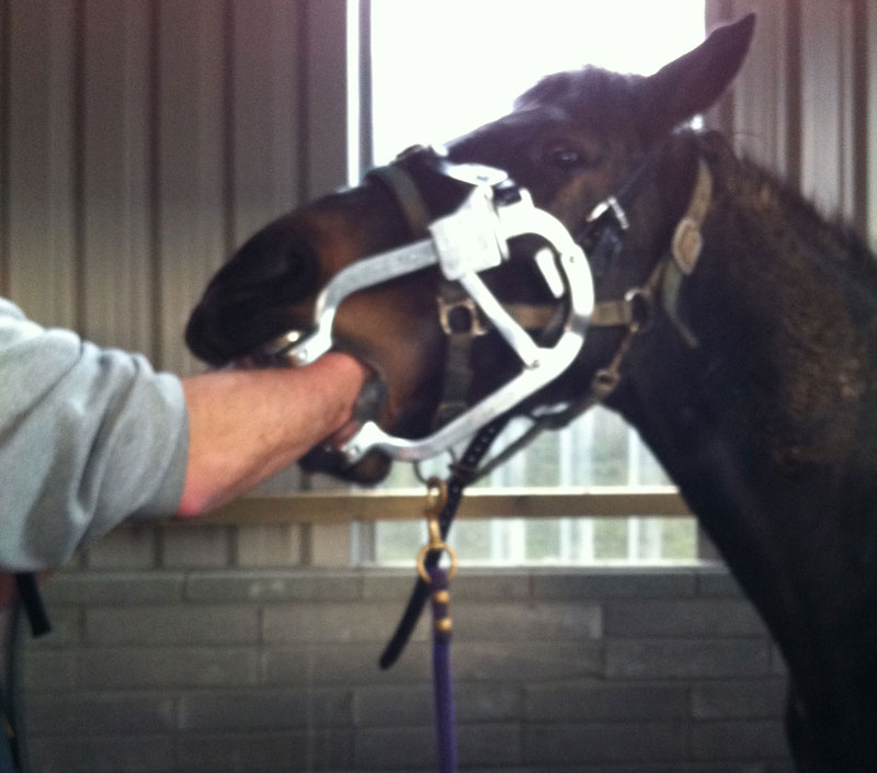 Dental care for horses – Why is it needed? Dental care for horses – Why is it needed?