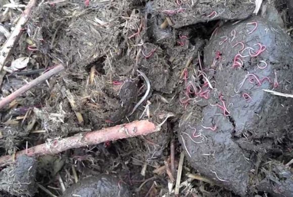 Spring Worming Tips Spring Worming Tips