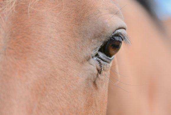 Managing horses in hot weather Managing horses in hot weather