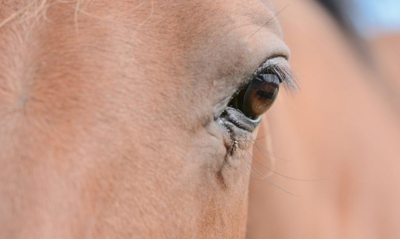 Managing horses in hot weather Managing horses in hot weather