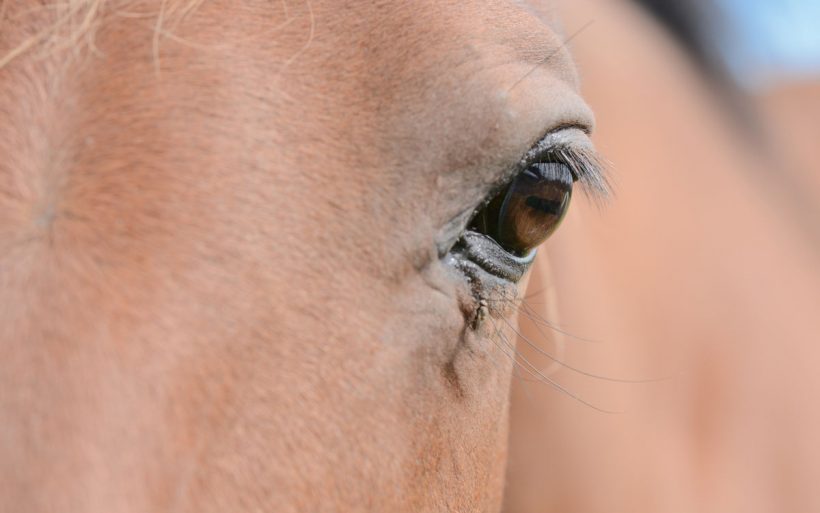 Managing horses in hot weather Managing horses in hot weather