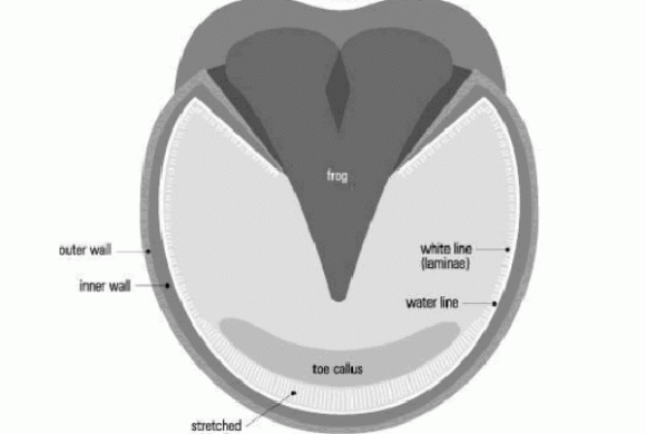 The Lowdown on Laminitis The Lowdown on Laminitis
