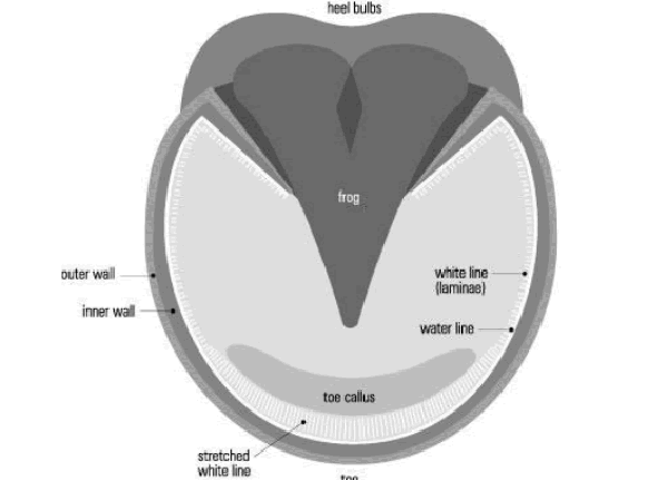 The Lowdown on Laminitis The Lowdown on Laminitis