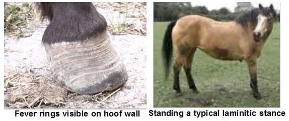 laminitis