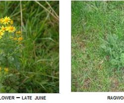 Ragwort Poisoning