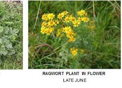 Controlling Ragwort