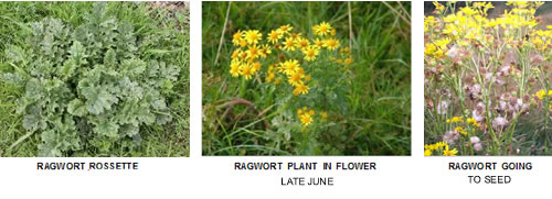 Controlling Ragwort Controlling Ragwort