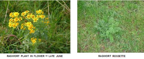 Ragwort Poisoning Ragwort Poisoning