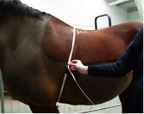 Working out your horse’s weight Working out your horse’s weight