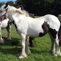 Coloured cobs 1 -3 years old Coloured cobs 1 -3 years old