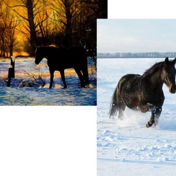 IHWT-cards-option-1-360x360