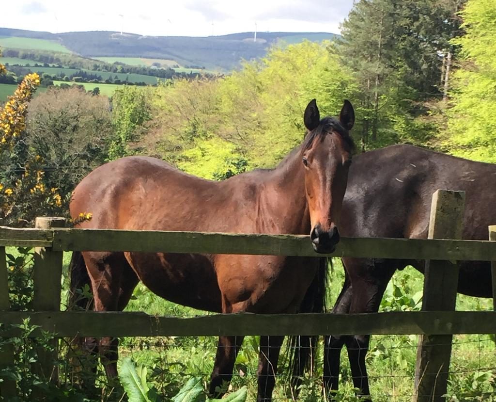 IMG-20200508-WA0000 (1)