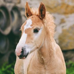 Learn about Foal Imprinting!