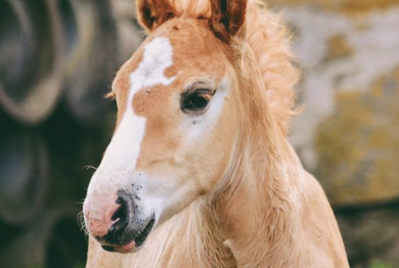 Learn about Foal Imprinting! Learn about Foal Imprinting!