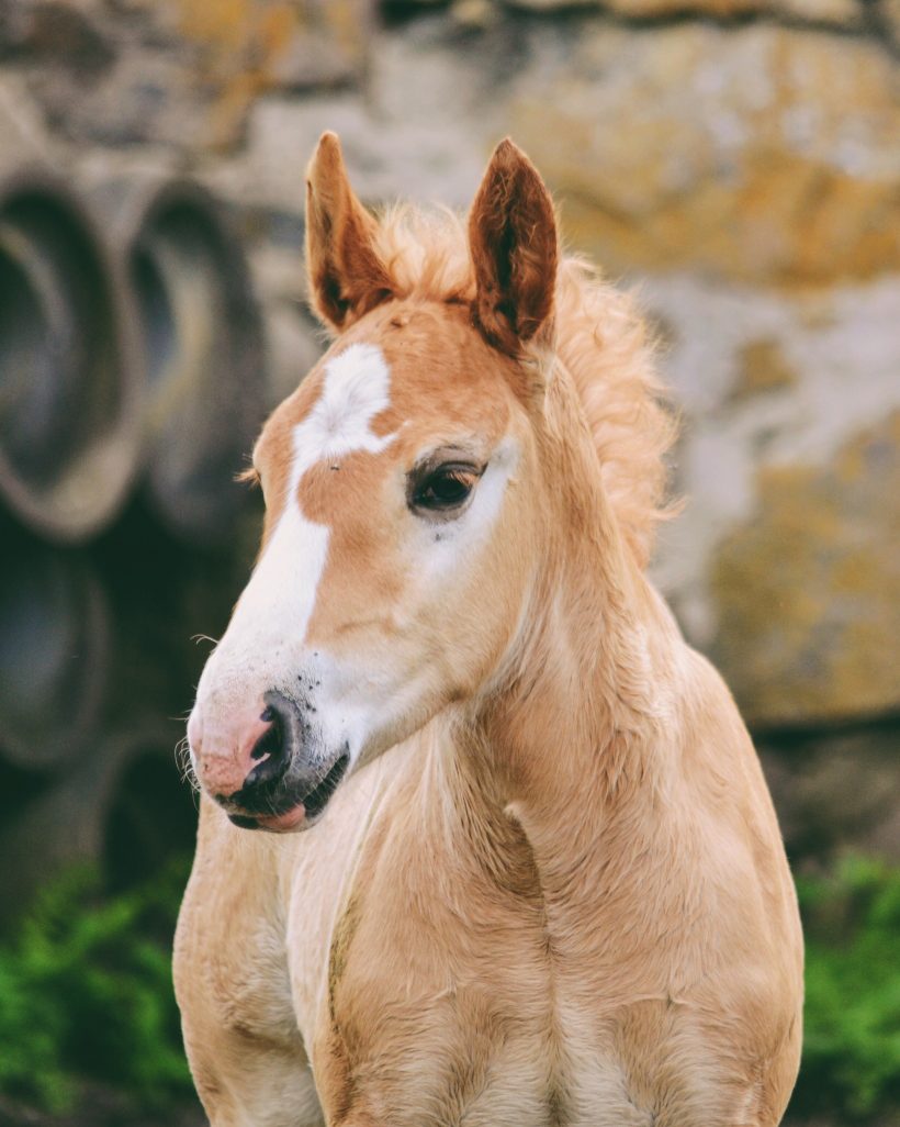 Learn about Foal Imprinting! Learn about Foal Imprinting!