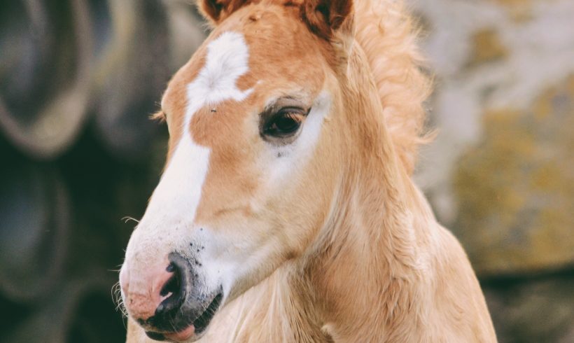 Learn about Foal Imprinting! Learn about Foal Imprinting!
