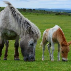 Your Complete Guide to Common Equine Parasites