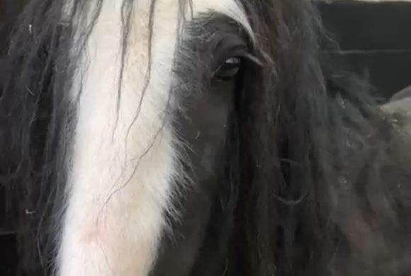 IHWT Appeals for Auction Items IHWT Appeals for Auction Items