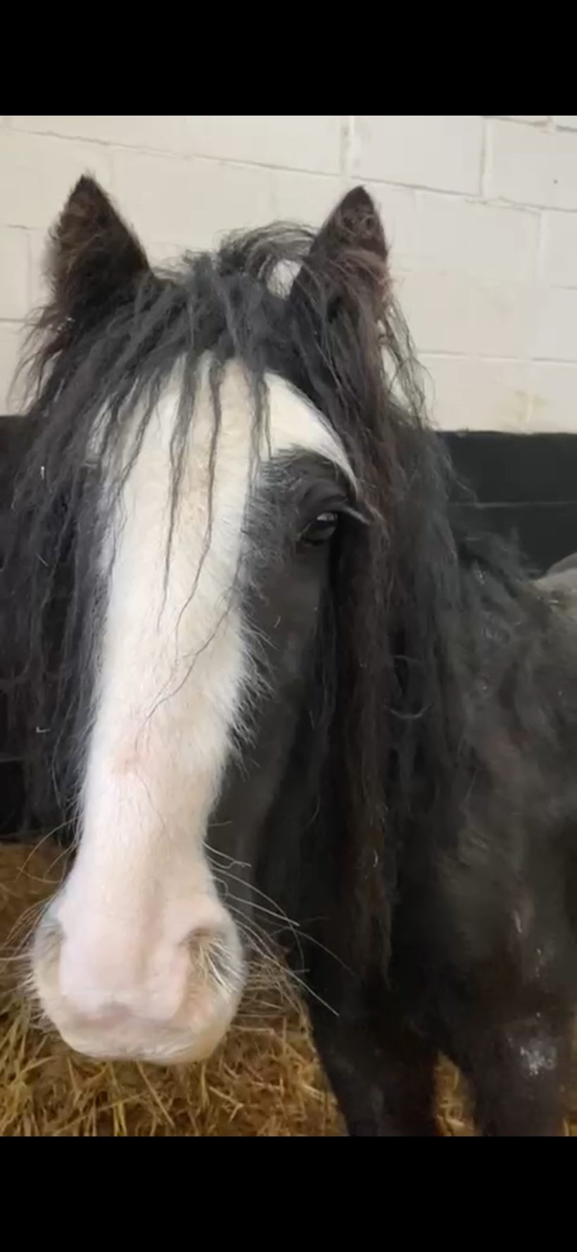 IHWT Appeals for Auction Items IHWT Appeals for Auction Items