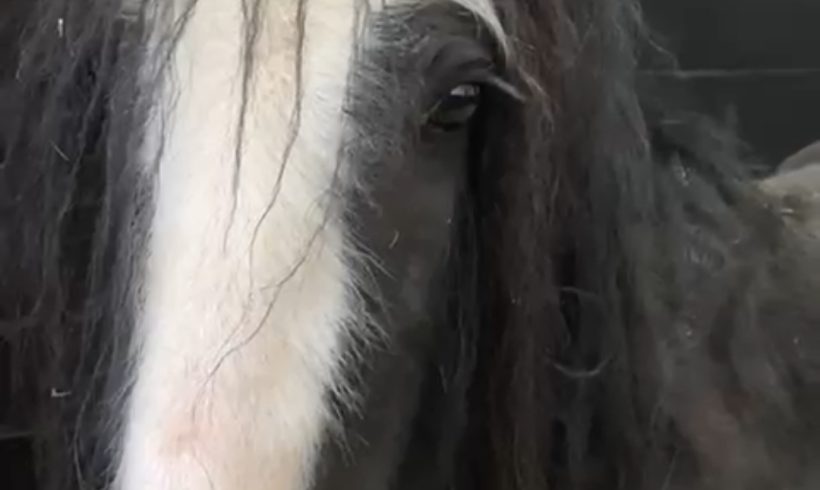 IHWT Appeals for Auction Items IHWT Appeals for Auction Items